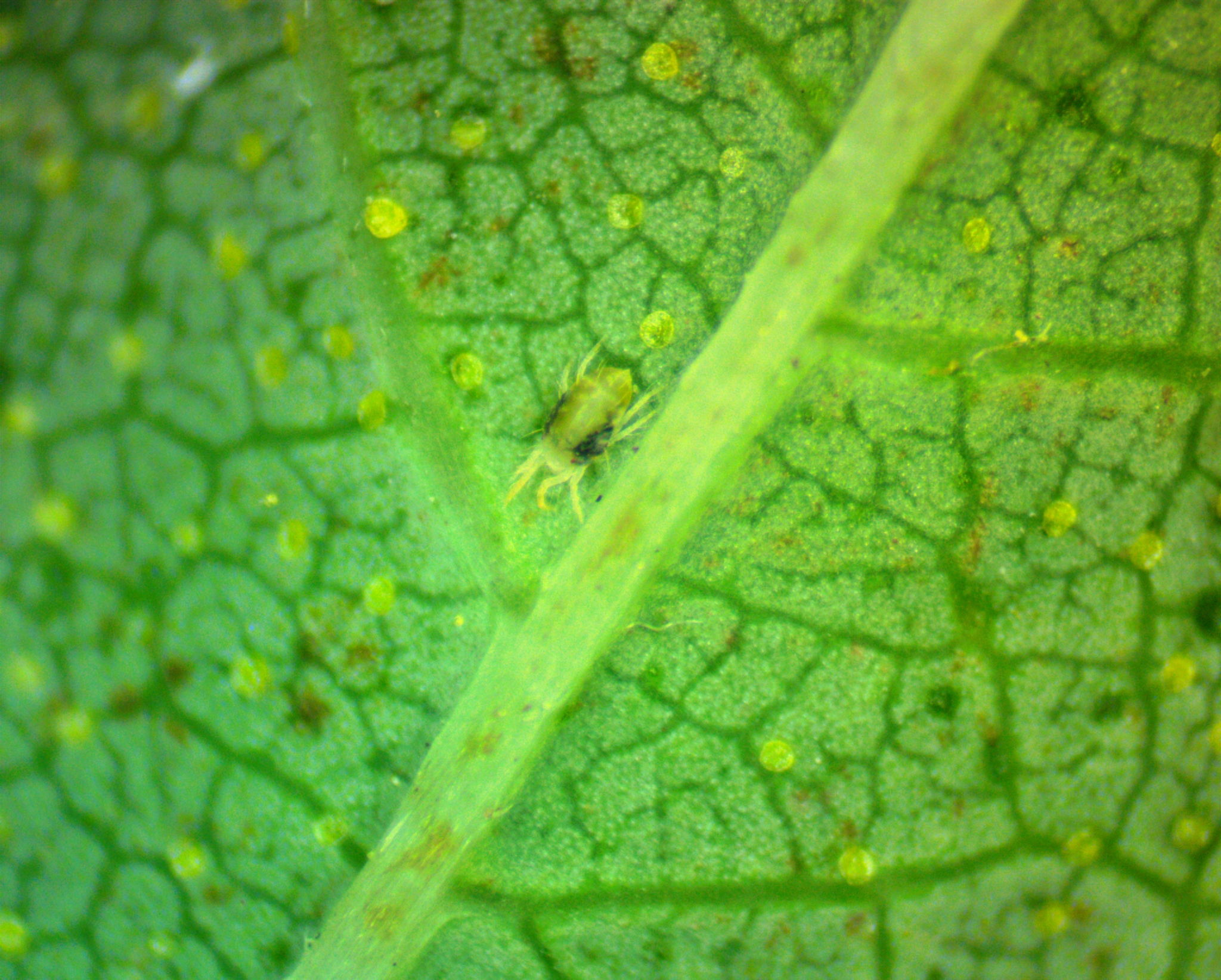 Adult two-spotted spider mite along hop leaf midvein.